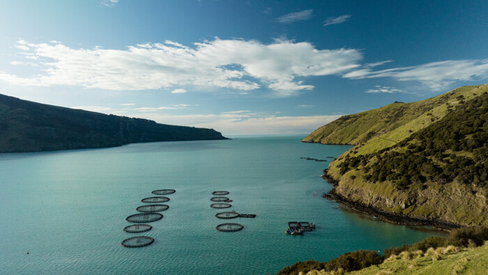 A-Akaroa-Salmon-NZ-2