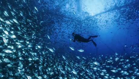 Traditional mort removal requires divers to be dispatched into the pens to manually place the morts in baskets