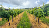 F-Fino-Valley-Wines-NZ_001
