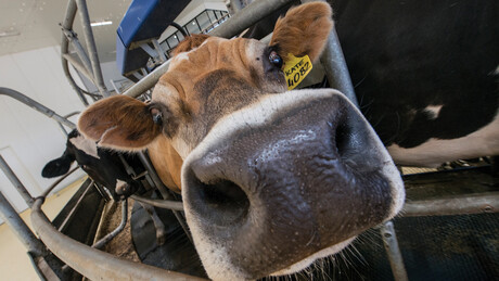 Bannister Downs Dairy Farm Herd - Kaeser Compressors press release