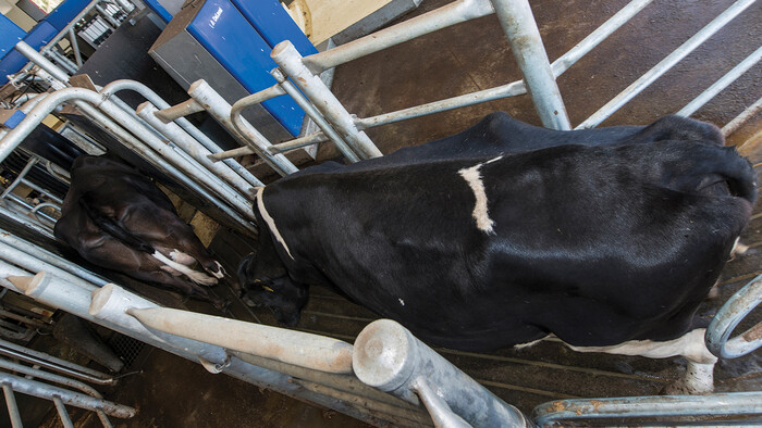 AMR at Bannister Downs Dairy Farm in action - Kaeser Compressors press release