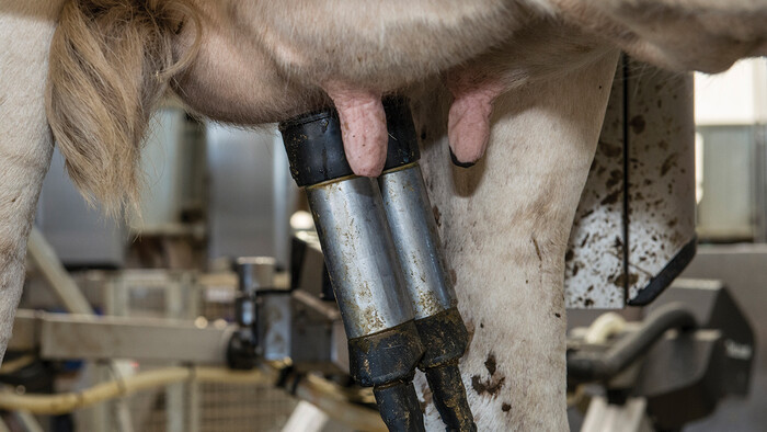 The AMR in action at Bannister Downs Dairy Farm - Kaeser Compressors press release