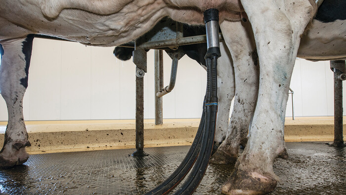 The AMR in action at Bannister Downs Dairy Farm - Kaeser Compressors press release