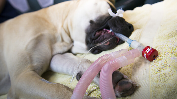 Kaeser Aircenter at RSPCA Victoria