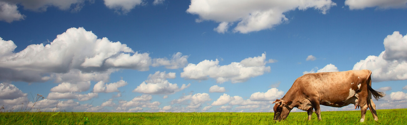Kaeser compressors at Tatura Milk Industries