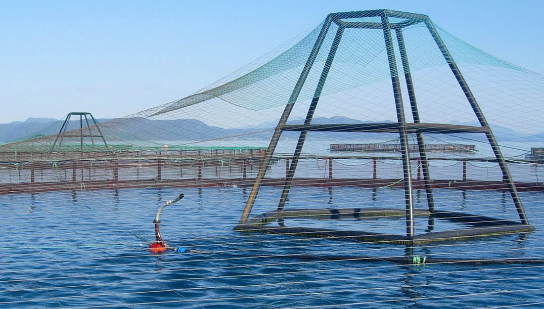 The importance of blowers to pneumatic fish feeding KAESER Know How blog